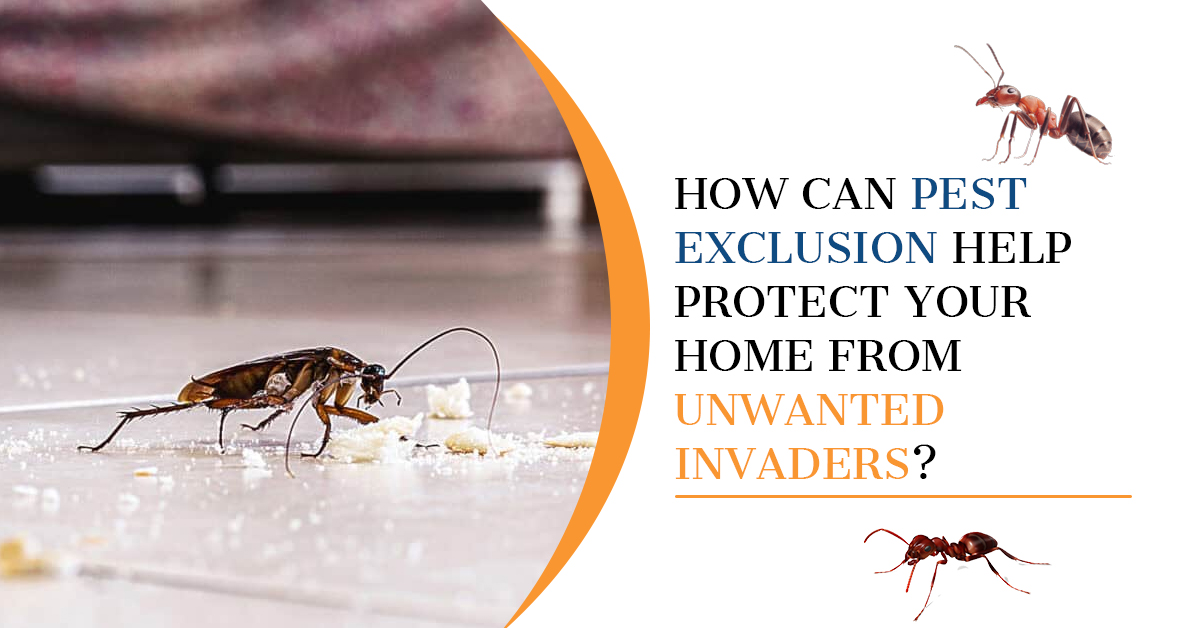 Pest Exclusion: Protect Your Home | Kingsman Pest