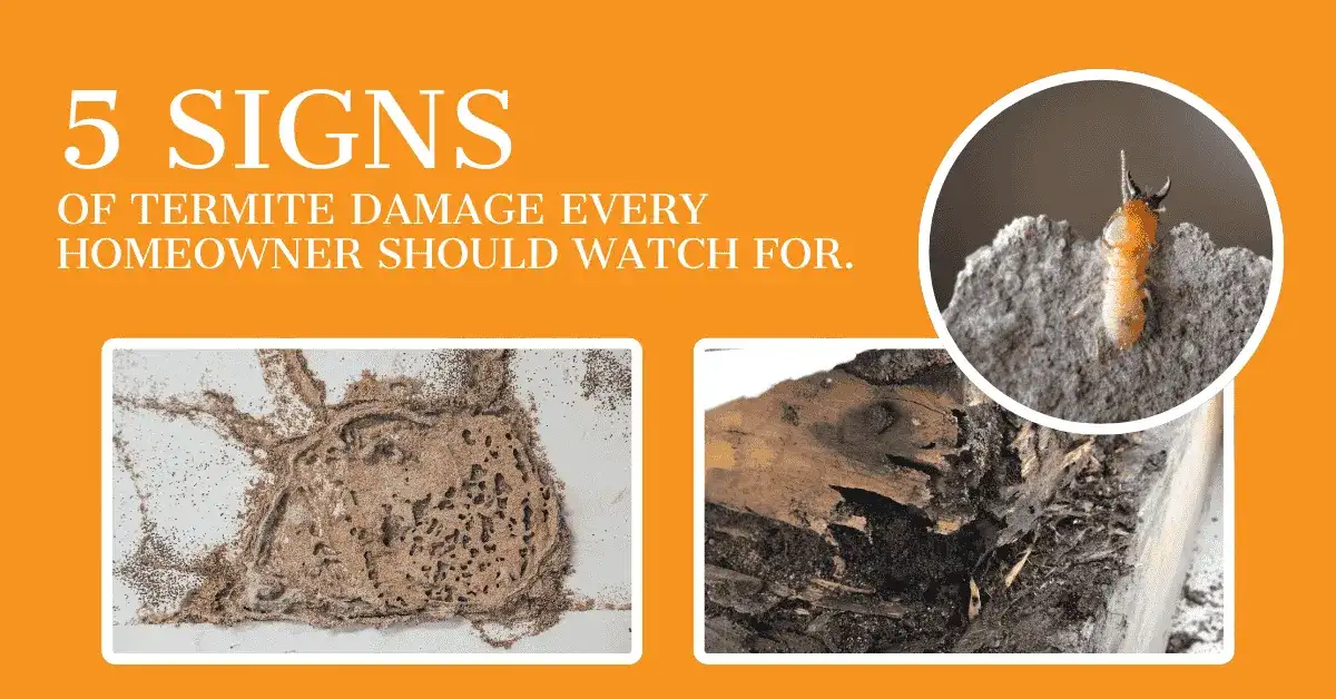 Spotting Termite Damage Early | Kingsman Pest