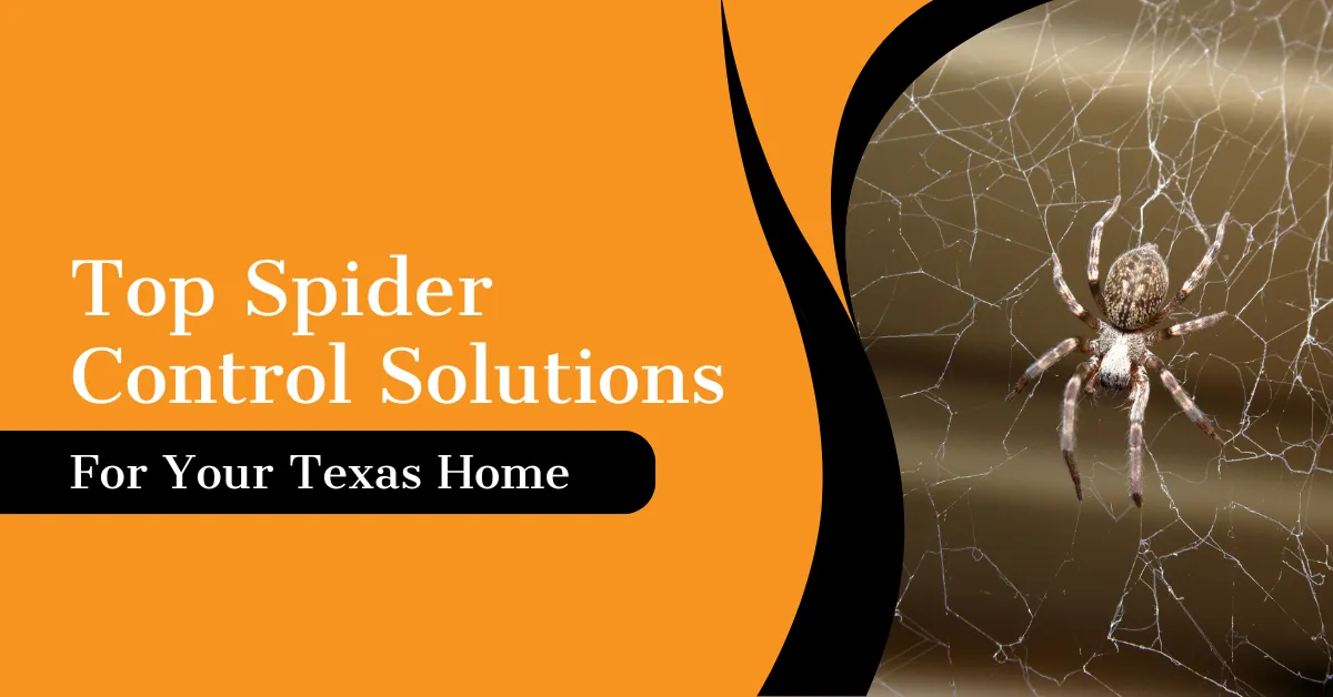 Spider Control for Texas Homes | Kingsman Pest