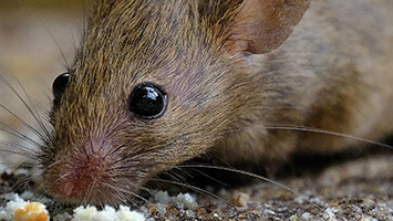 Rodent control and exclusion services in The Woodlands TX by Kingsman Pest Exterminators