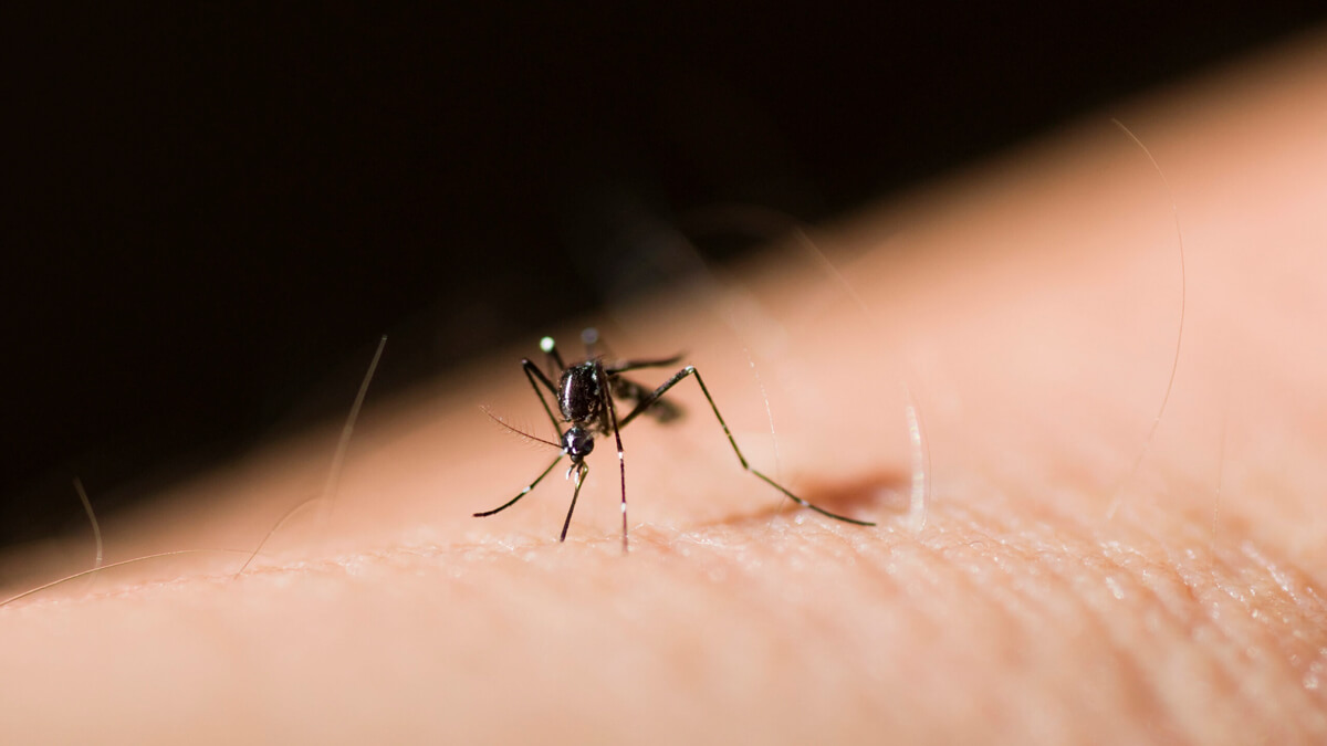Mosquito control and yard treatment in The Woodlands TX by Kingsman Pest Exterminators